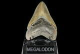 Serrated, Fossil Megalodon Tooth - Collector Quality #134282-2